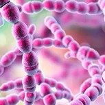 Streptococcus Salivarius K12